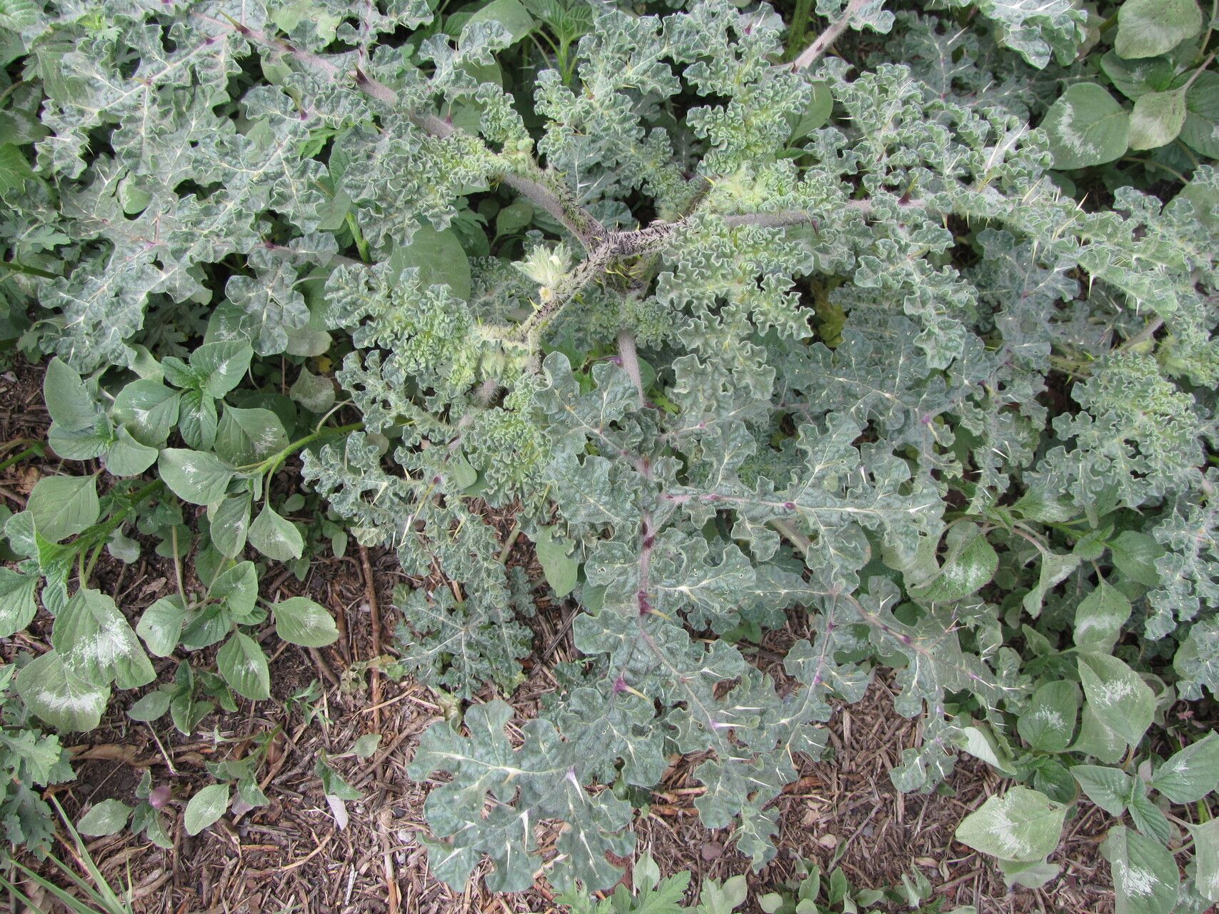 Solanum tectum — houseplant care guide