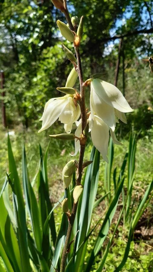 Yucca arkansana flower
