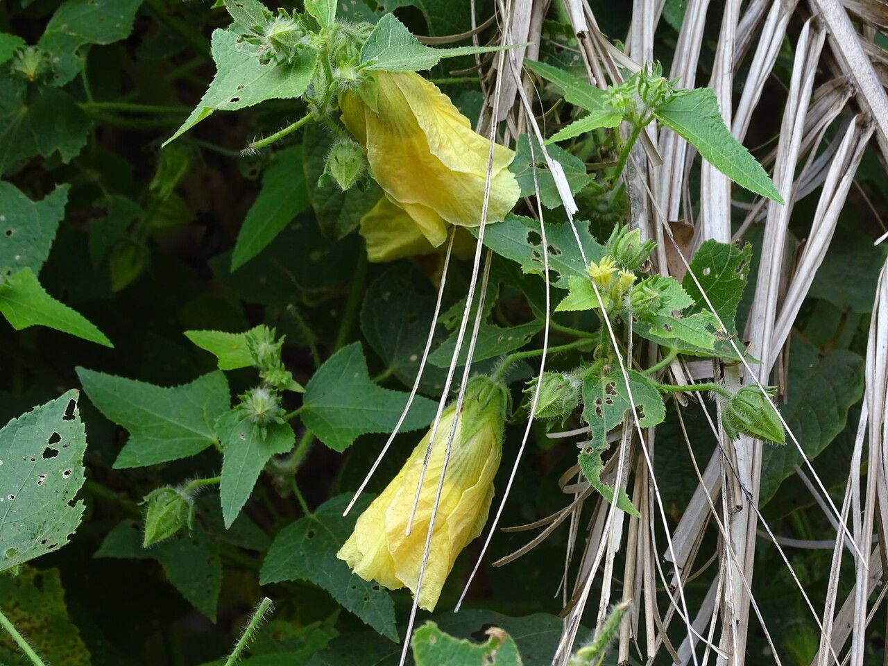 Hibiscus physaloides habit