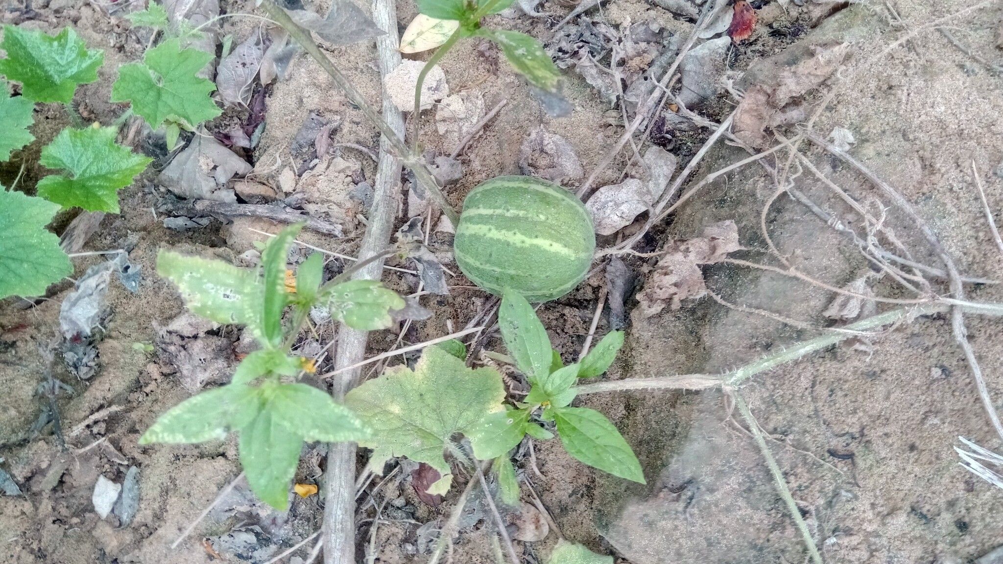 Cucumis sacleuxii fruit