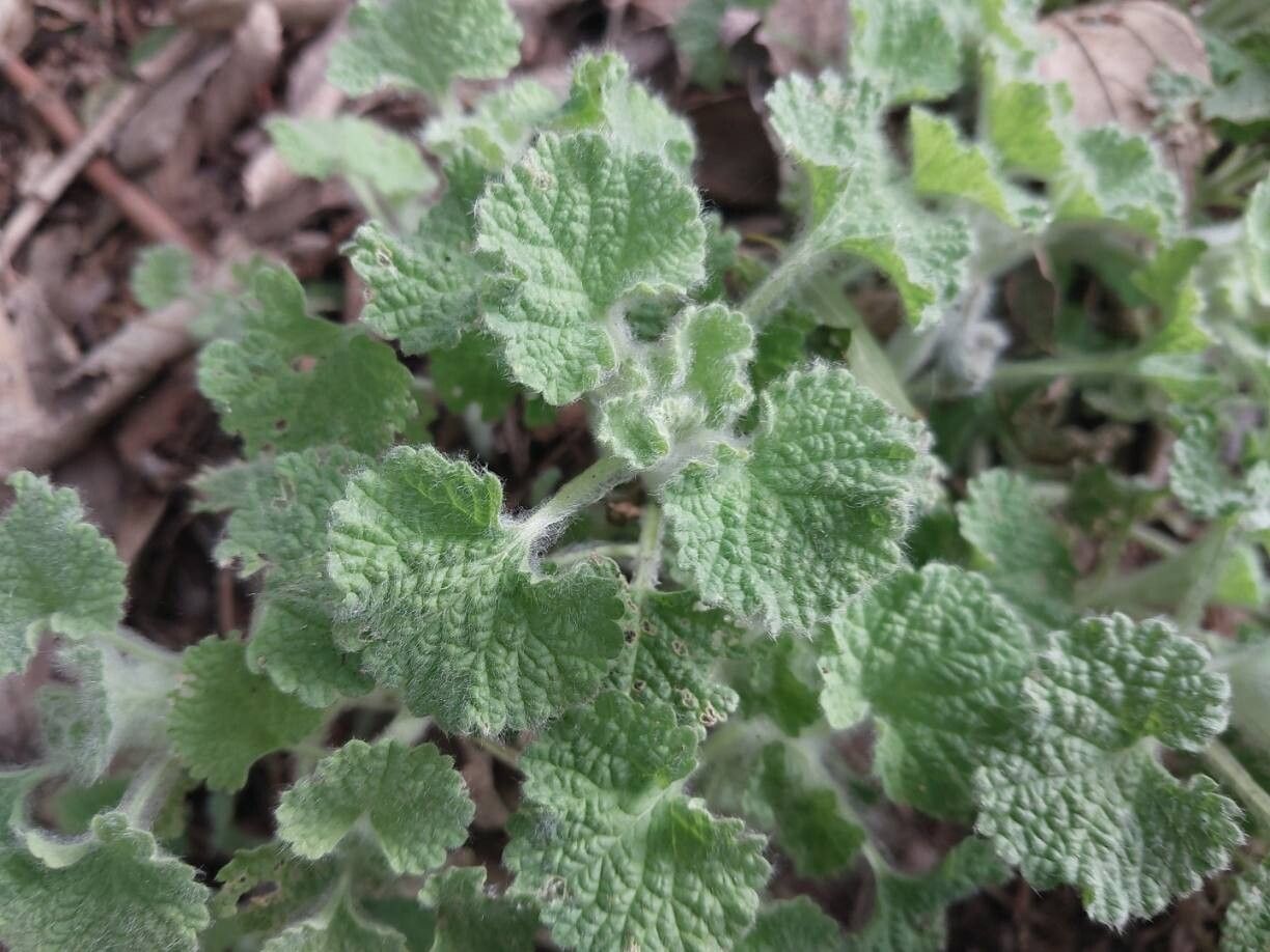 Marrubium multibracteatum leaf