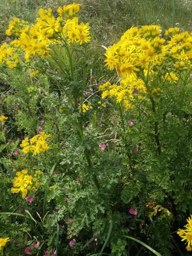 Jacobaea paludosa leaf
