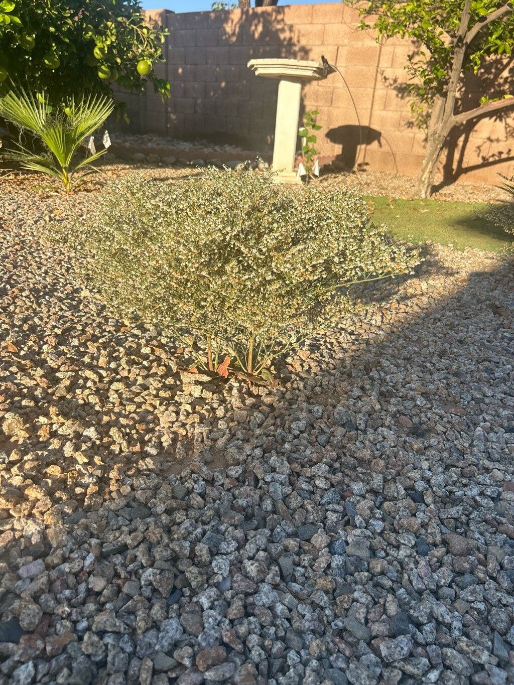 Eriogonum rixfordii — search result for 'Eriogonum'