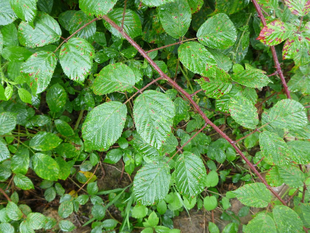 Rubus truncifolius — houseplant care guide