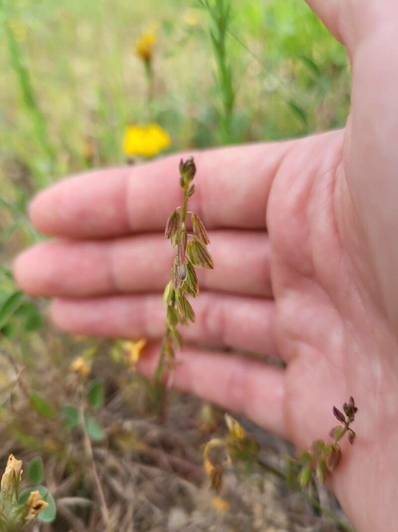 Polygala monspeliaca fruit
