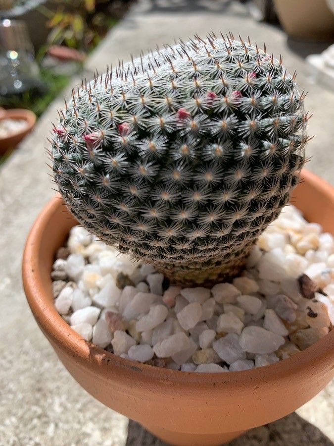 Eriosyce odieri — houseplant care guide