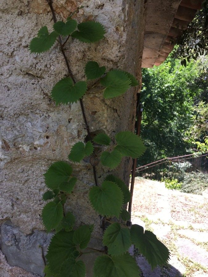 Schizophragma hydrangeoides bark