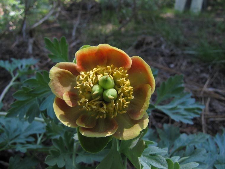 Paeonia brownii flower