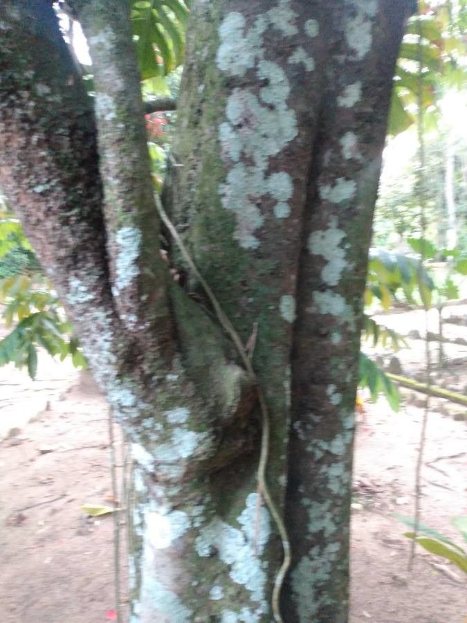 Amherstia nobilis bark