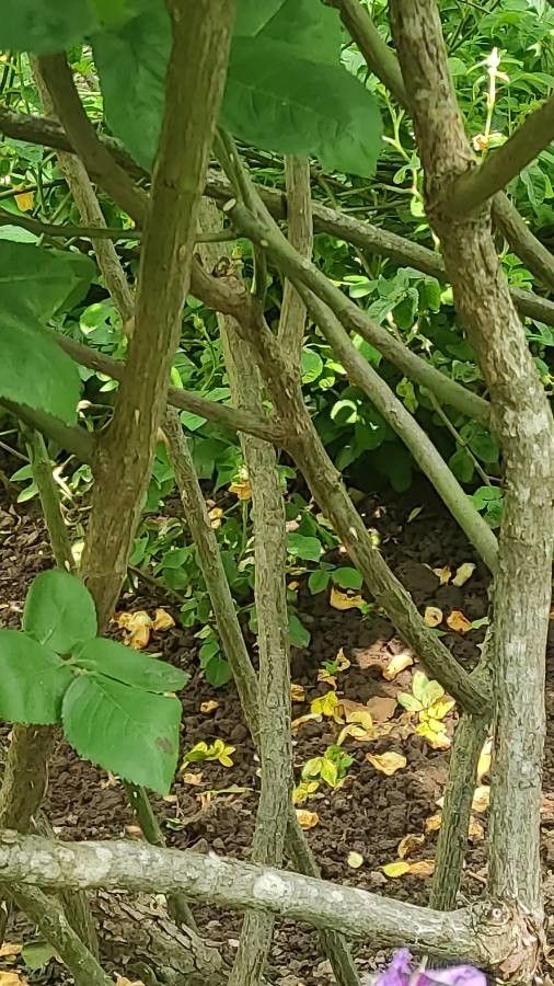 Rosa centifolia bark