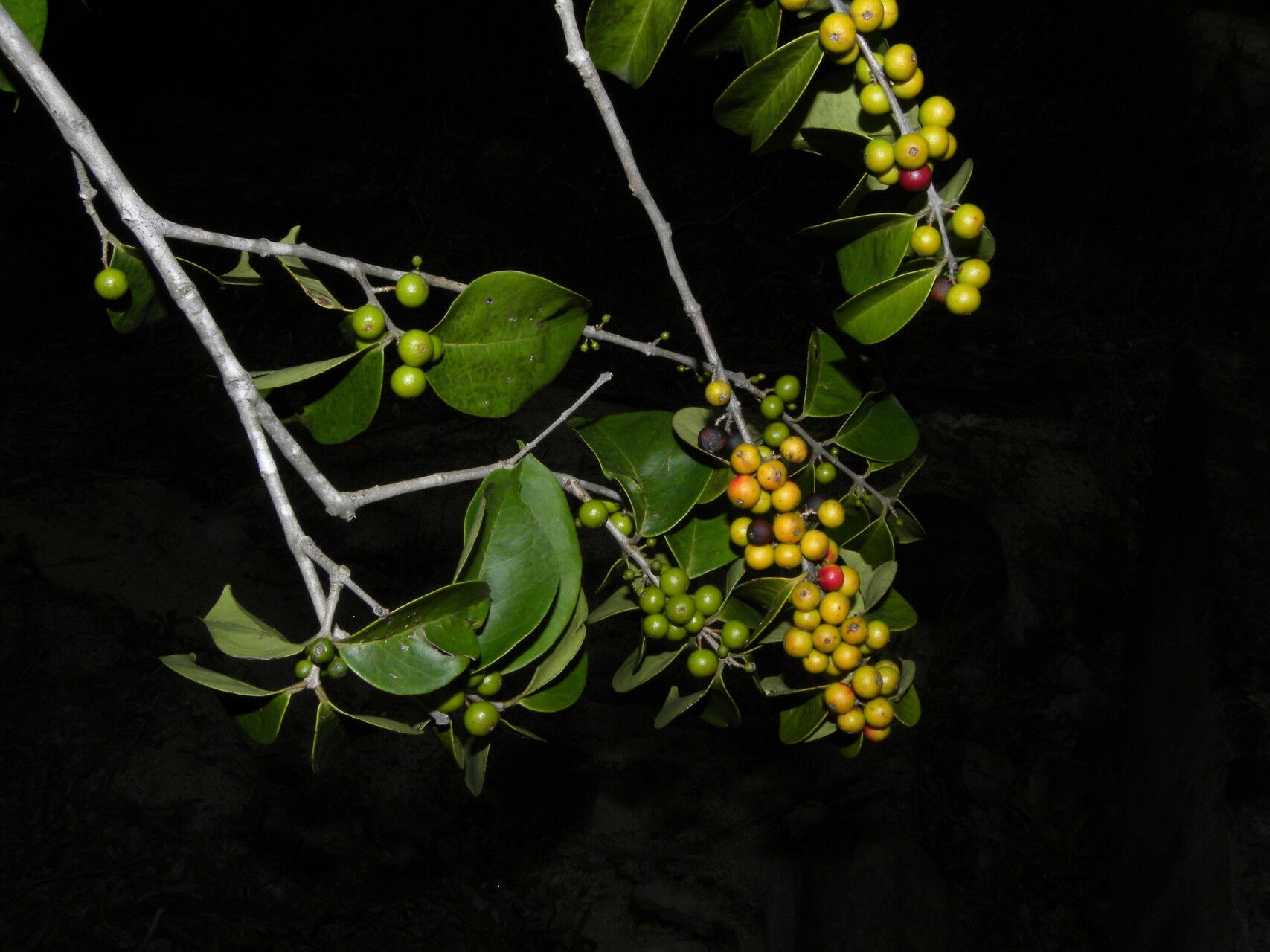 Eugenia acapulcensis habit