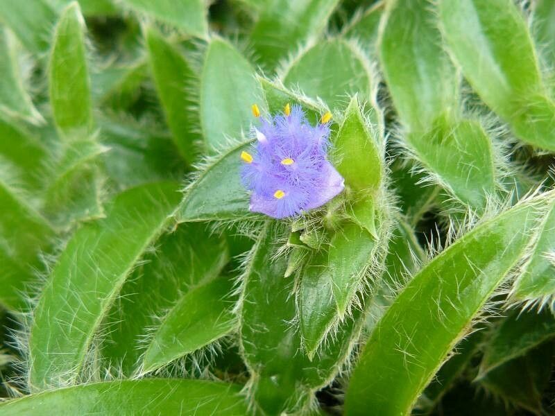 Cyanotis vaga flower