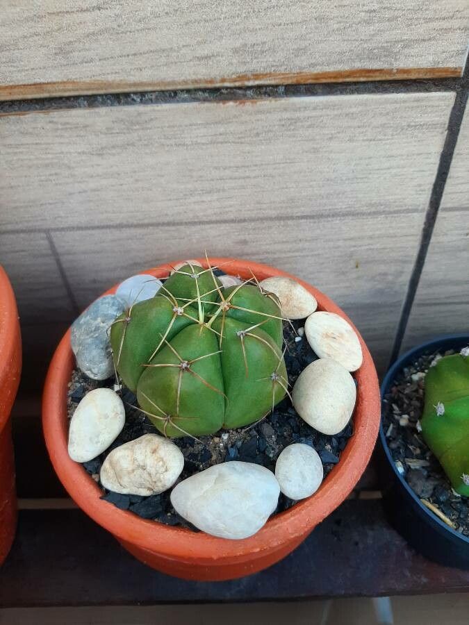Gymnocalycium Horstii bark