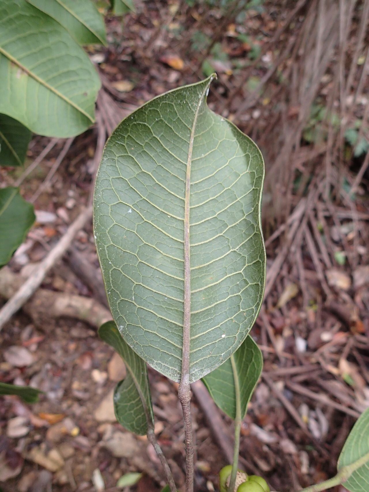 Sarcomelicope megistophylla — related species from the same genus