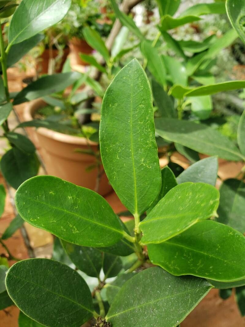 Acokanthera oppositifolia — search result for 'southern Africa'