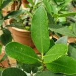 Acokanthera oppositifolia