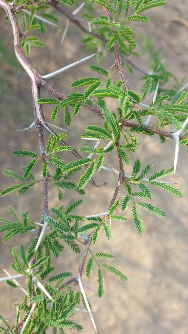 Vachellia tortuosa leaf