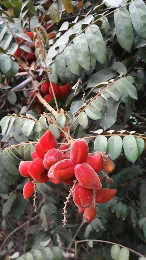 Cnestis ferruginea flower