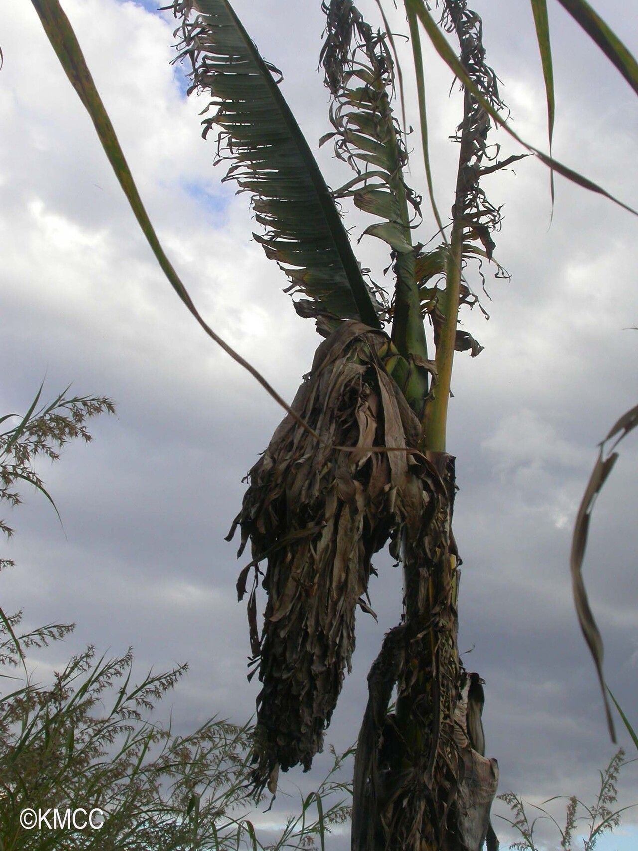 Ensete perrieri habit