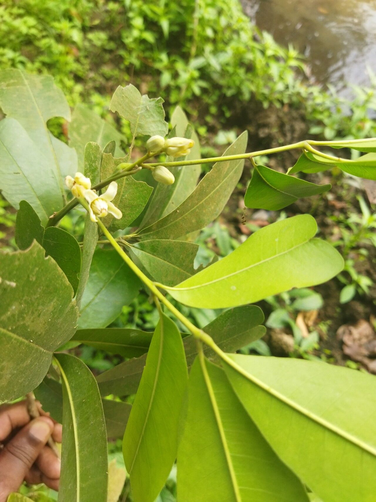 Trichilia retusa flower