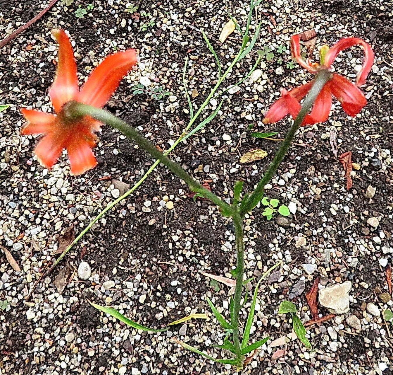 Lilium callosum habit