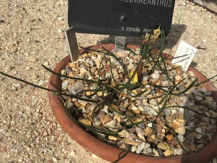 Narcissus hedraeanthus — search result for 'Narcissus'