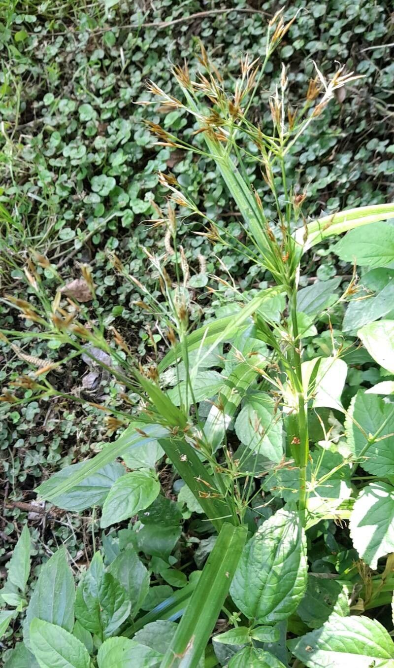 Rhynchospora corymbosa habit