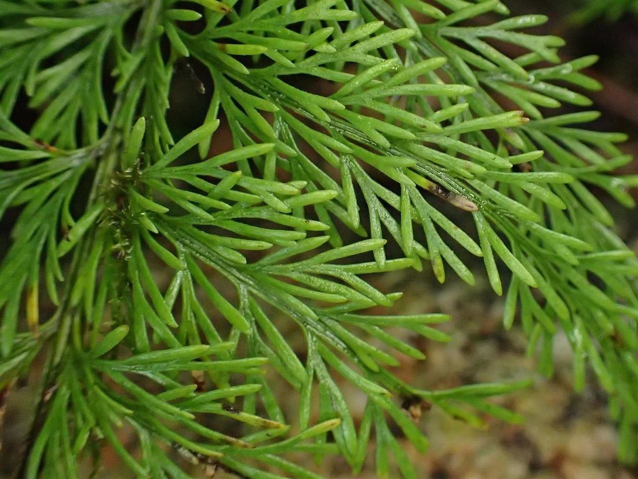 Asplenium viviparum habit