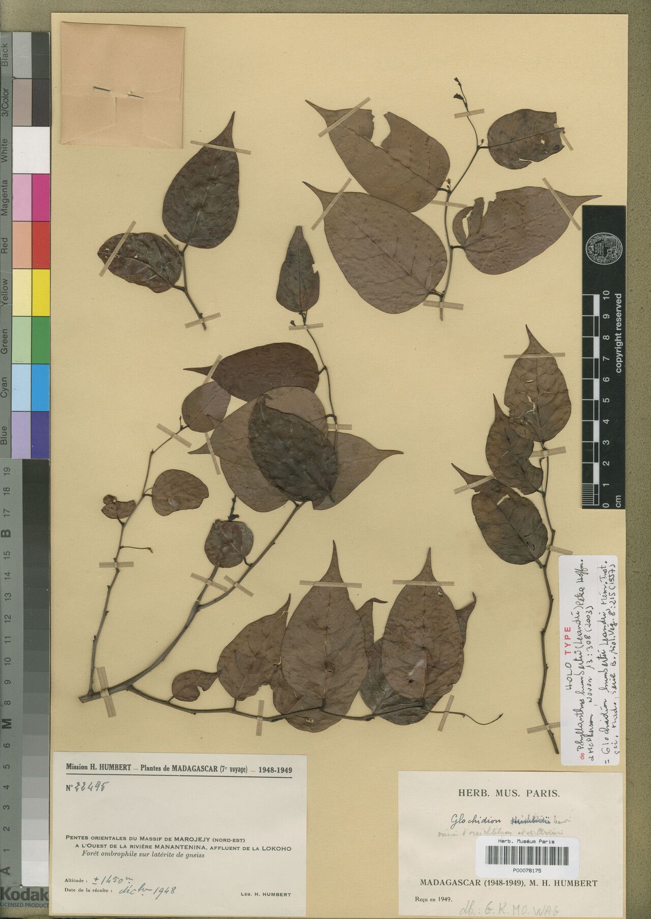 Phyllanthus humbertii — houseplant care guide