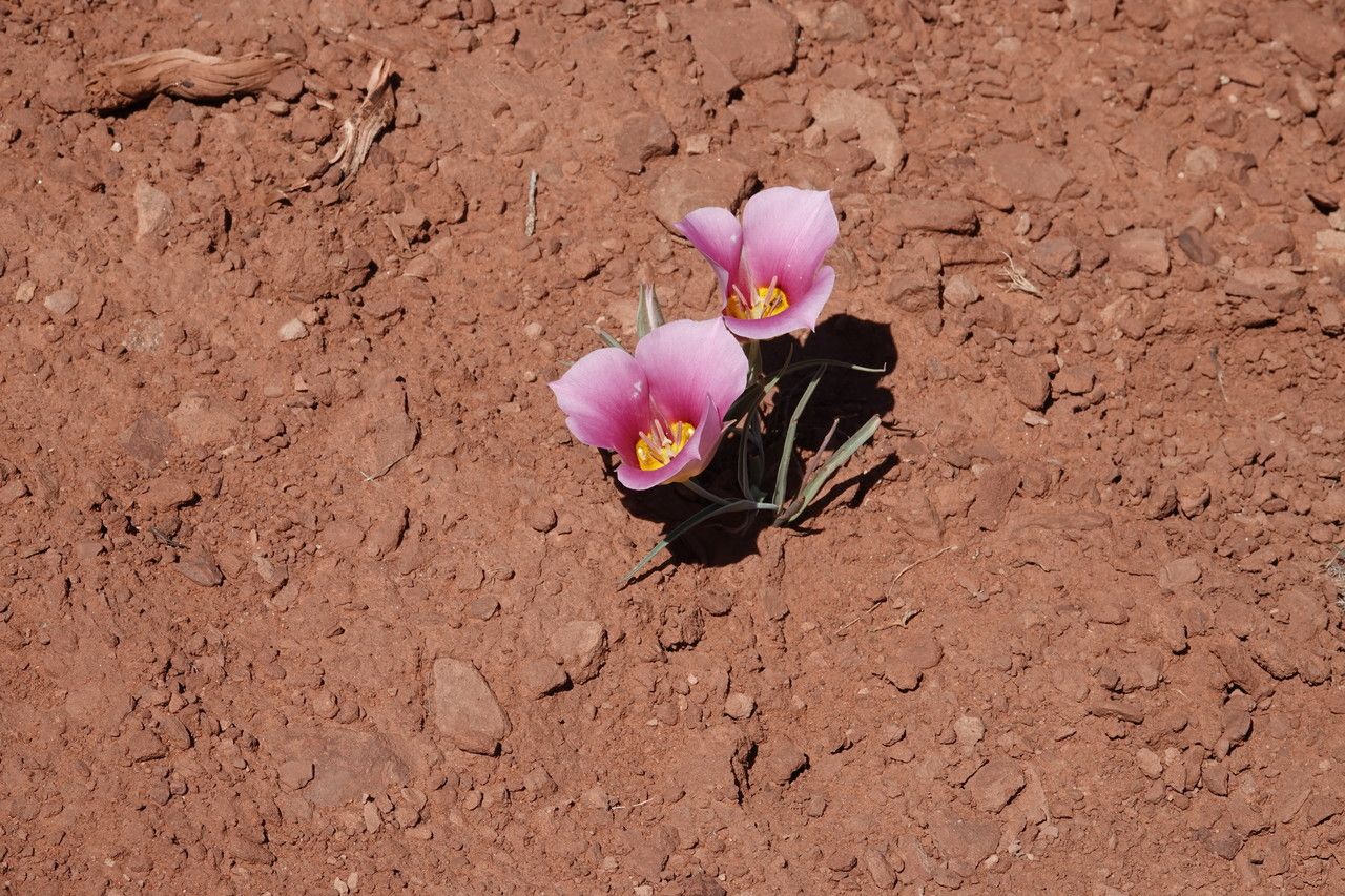 Calochortus flexuosus — houseplant care guide