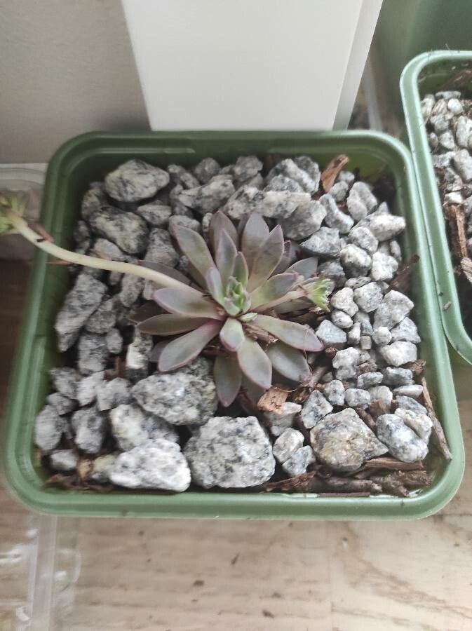 Graptopetalum rusbyi leaf