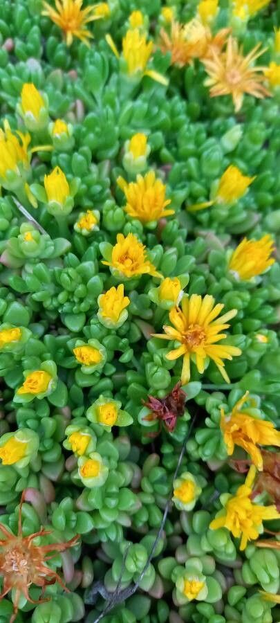Delosperma nubigenum flower