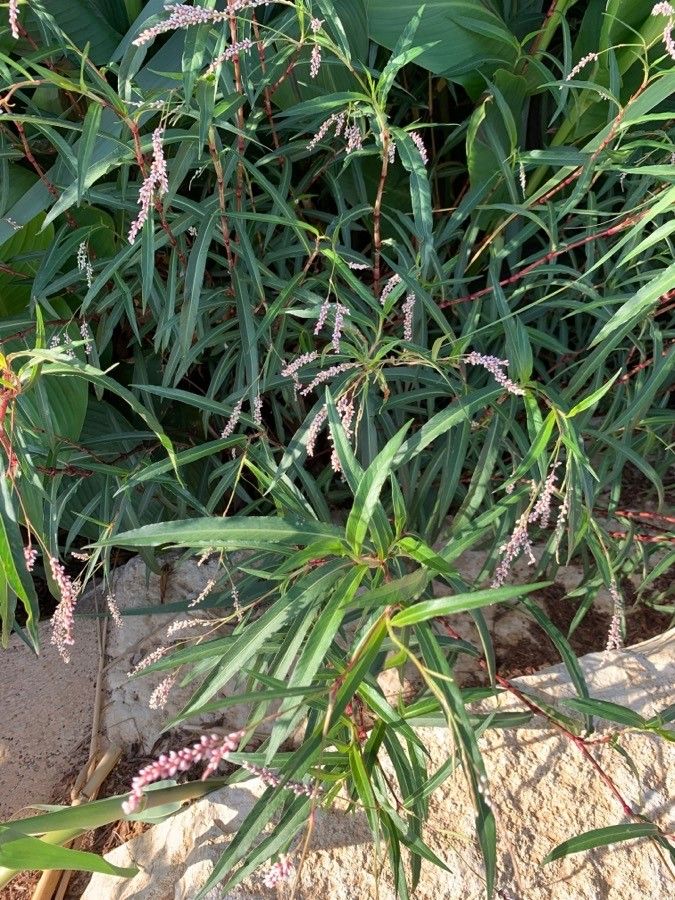 Persicaria senegalensis habit