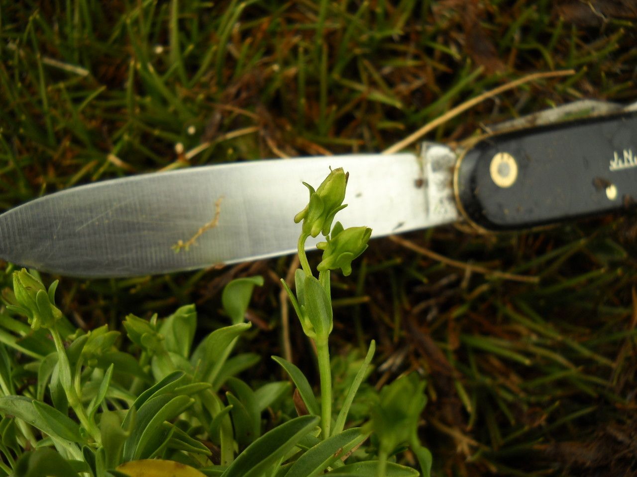 Halenia caespitosa — related species from the same genus