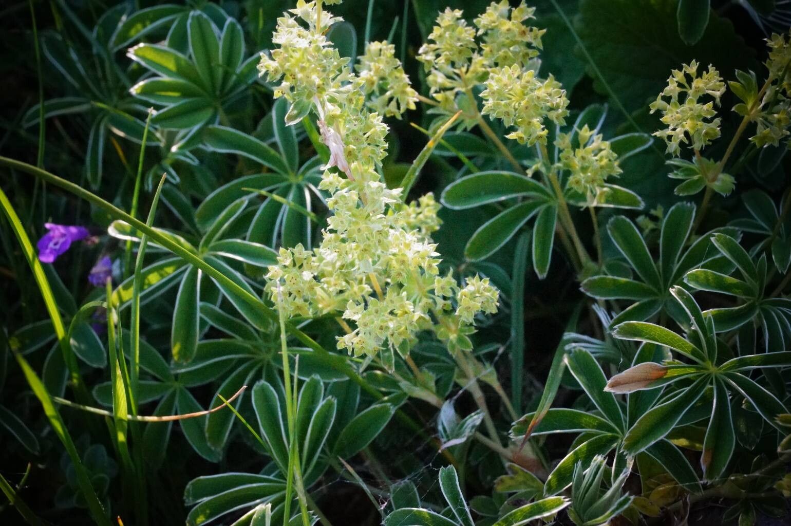 Alchemilla catalaunica flower