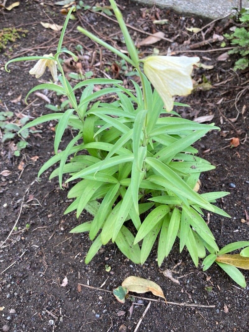 Fritillaria verticillata habit