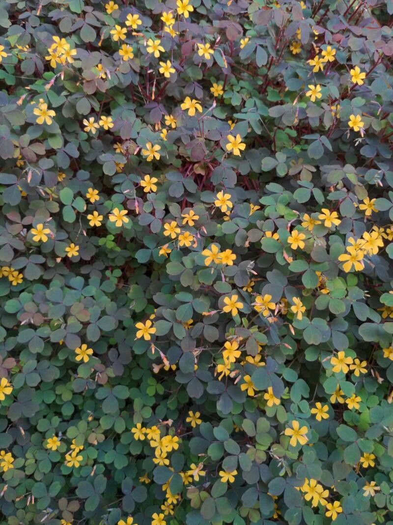 Oxalis x uittienii — search result for 'Oxalis'