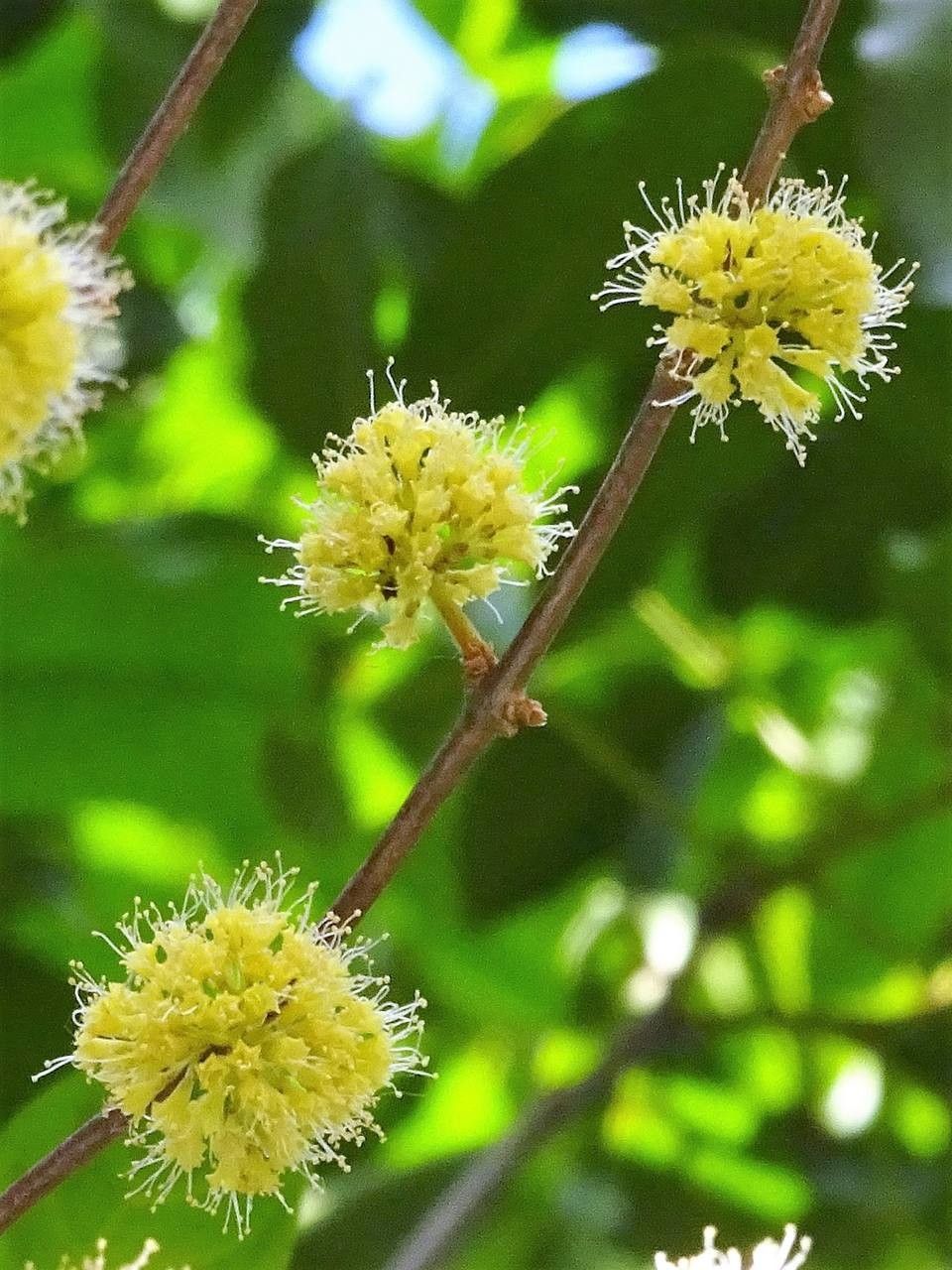 Pisonia aculeata flower