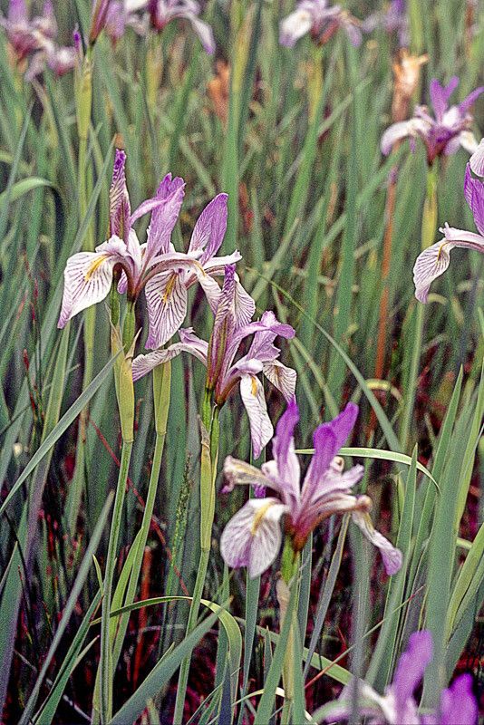 Iris missouriensis flower