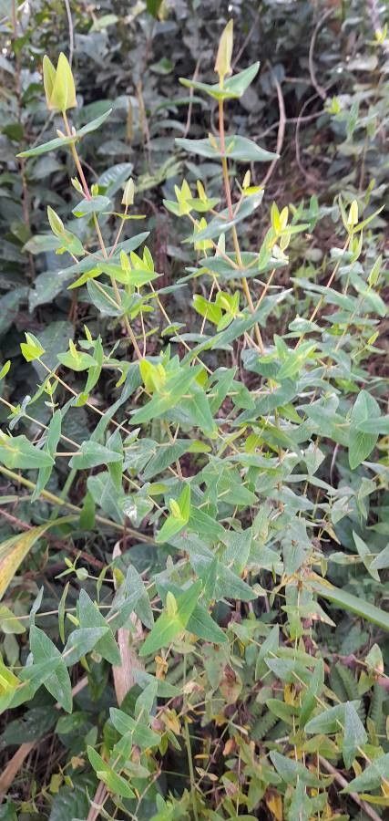 Hypericum caprifoliatum habit