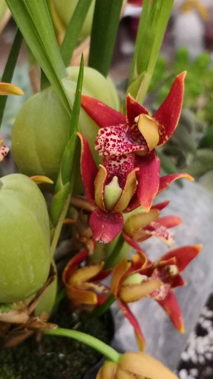 Cymbidium sinense other