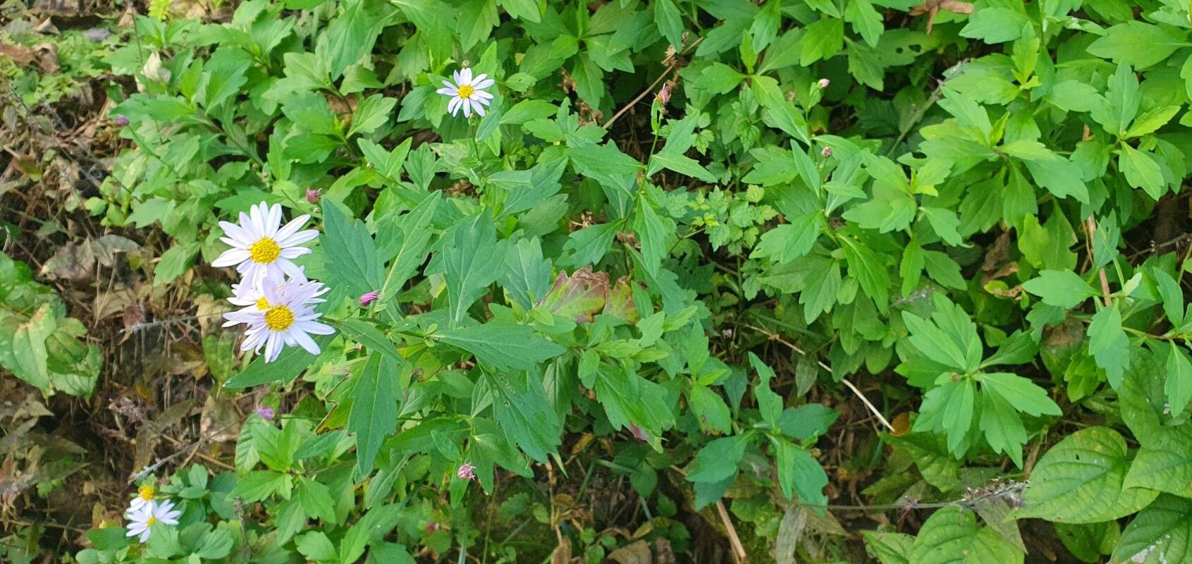 Aster yomena — houseplant care guide