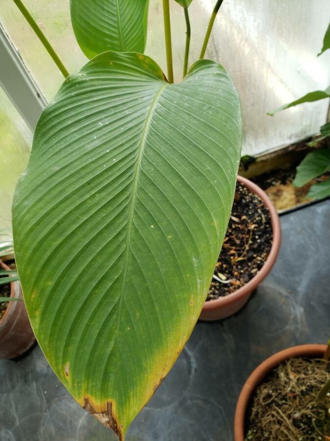 Calathea burle-marxii leaf