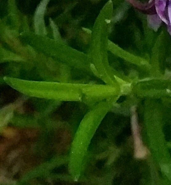 Phlox speciosa — search result for 'Phlox'