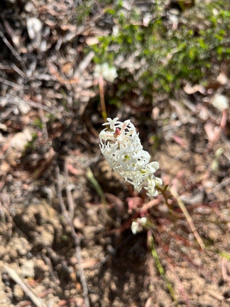 Stackhousia monogyna flower
