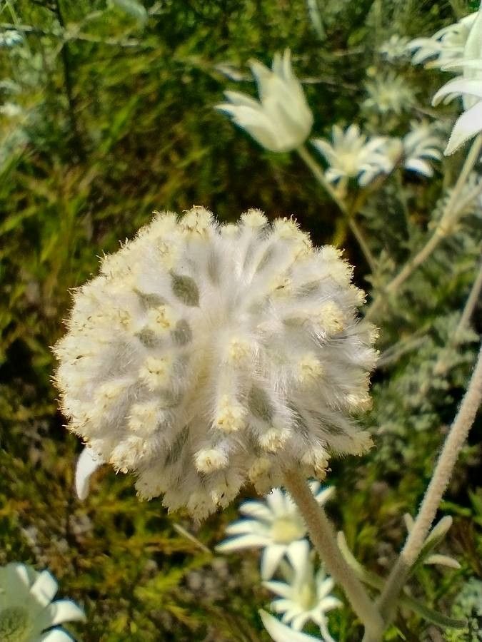 Actinotus helianthi fruit