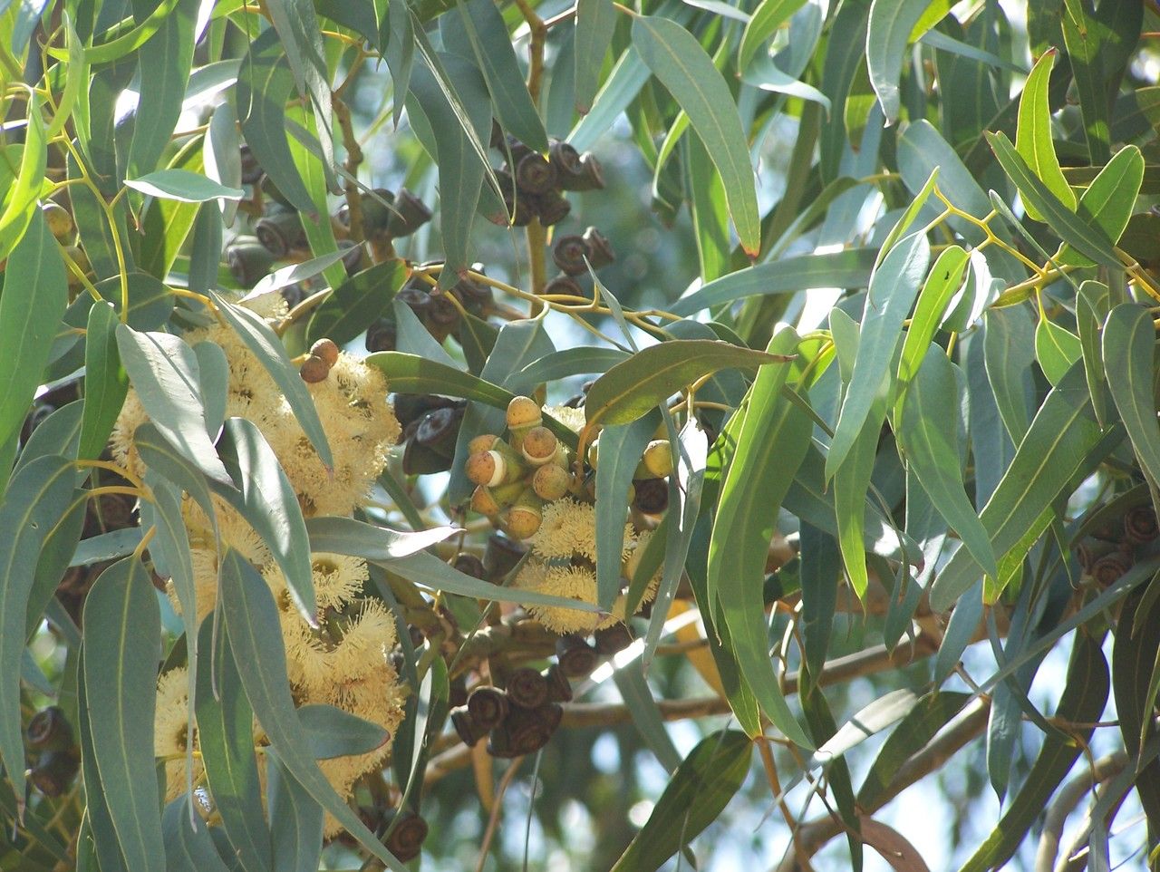 Eucalyptus gomphocephala fruit