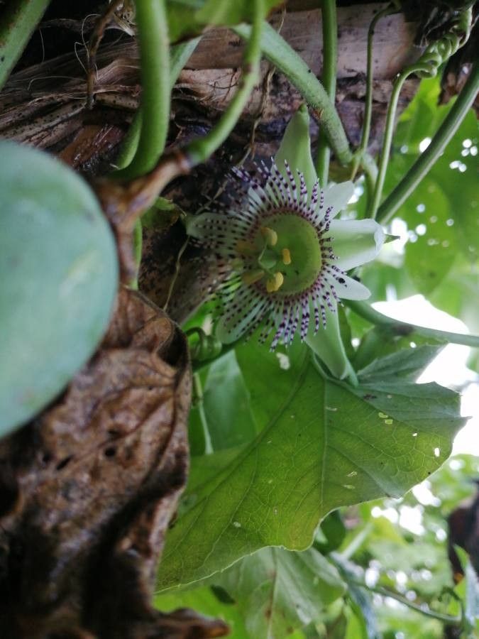 Passiflora adenopoda flower