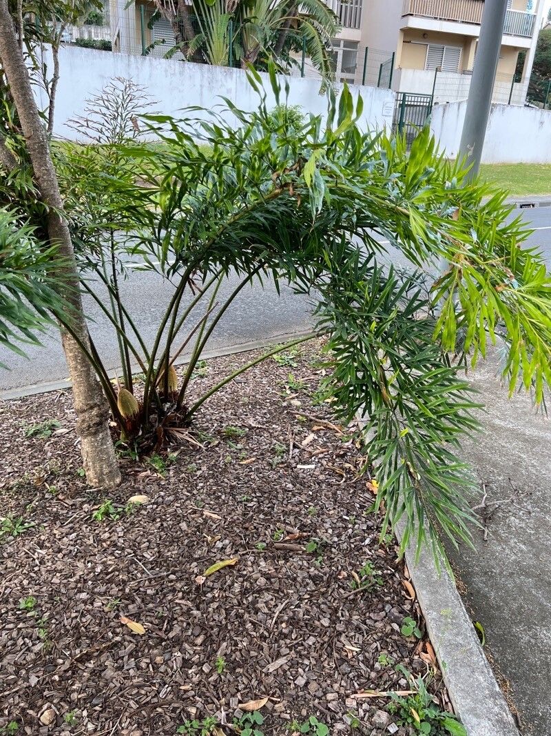 Cycas debaoensis habit