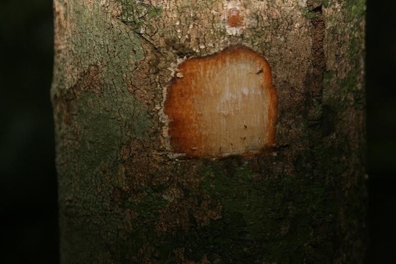 Discophora guianensis other